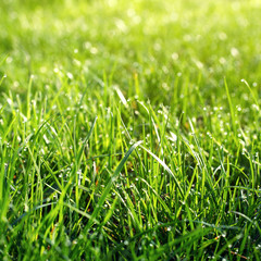  top view of green grass