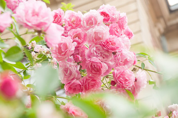 rose bush