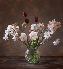 daffodils