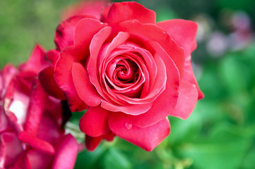 rose bush