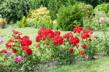 rose bush