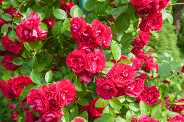 Fototapeta premium rose bush