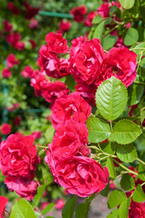 rose bush