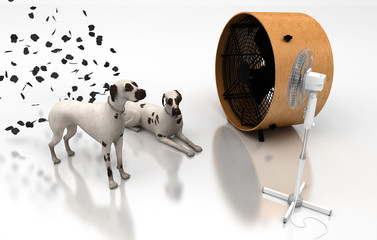 Dalmata, macchie, ventilatore, detersivo