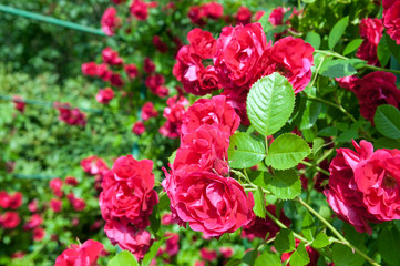 rose bush