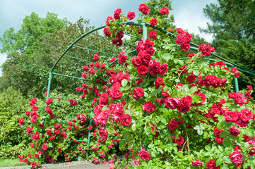 rose arc bush