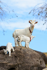 Fototapeta premium ヤギのポートレート