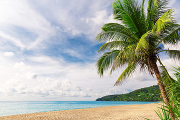 Fototapeta na wymiar Tropical white sand with palm tree on the beach Phuket. Thailand