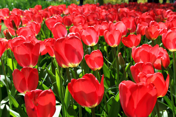 Field of tulips in the park