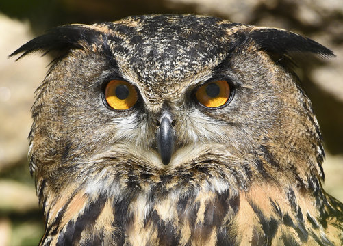 eagle-owl eyes