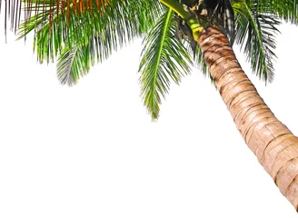 Foto auf Acrylglas Bäume Kokospalme