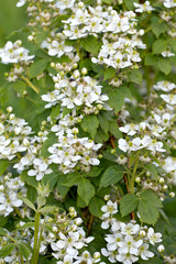 blooming blackberry bush