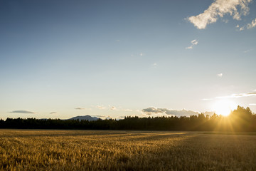 Fototapeta na wymiar Sunrise over a field of ripening wheat