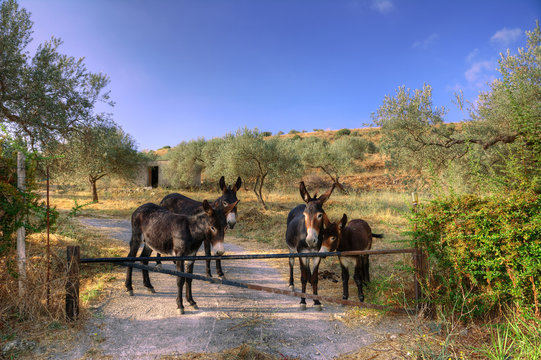 Passeggiando per l' entroterra di Noto, sbucano da una fattoria questa simpaticissima famiglia di Asini.