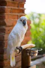 Large white parrot cockatoo