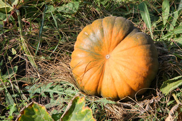 Ripe orange pumpkin on a garden bed.