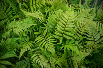 Fototapeta na wymiar Green bracken plant background