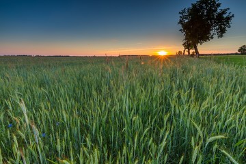 Fototapeta premium Beautiful landscape of green rye field