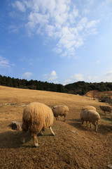 羊のポートレート