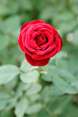 薔薇