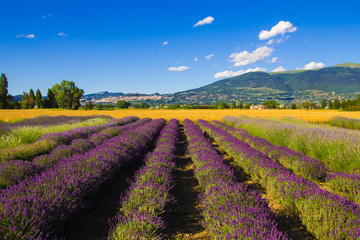 Campagna umbra in estate