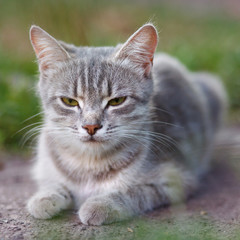 gray cat