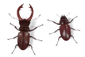 3d render of lucanus cervus