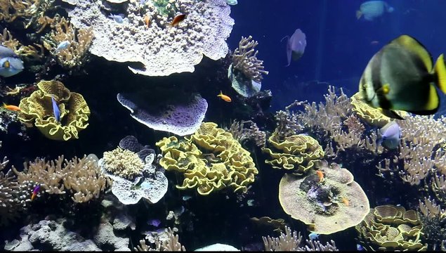 Poissons sur fond de corail