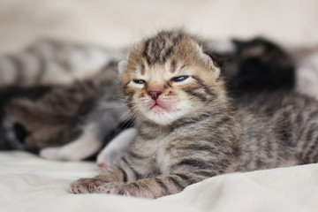 2 week sleeping baby kitten portrait
