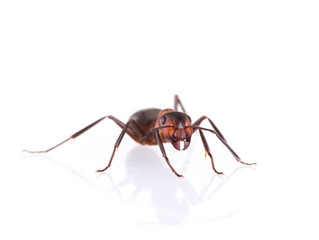 Ant isolated on white background.