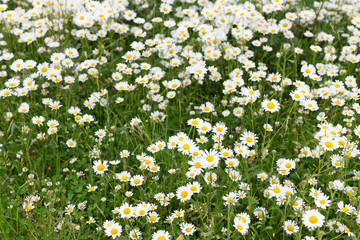 daisy flower meadow
