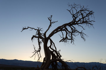 Fototapeta na wymiar Baum im Abendlicht im Mesquite Flat Sand Dunes im Death Valley Nationalpark