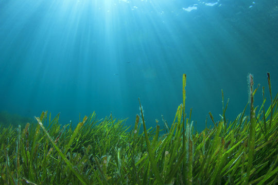 Underwater sea grass and blue ocean water