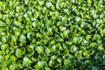 Vibrant green water hyacinth