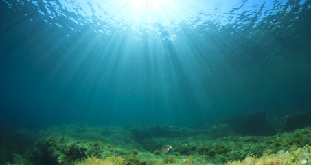 Fototapeta na wymiar Underwater landscape