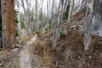 Obraz premium Waldpfad beim Cedar Breaks National Monument
