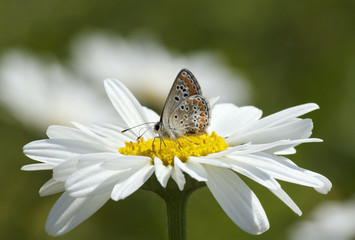lycaenidae butterfly on daisy flower at summer