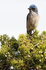 Vogel im Canyonlands Nationalpark