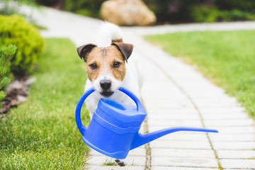 Cute JackRussell with a watering can