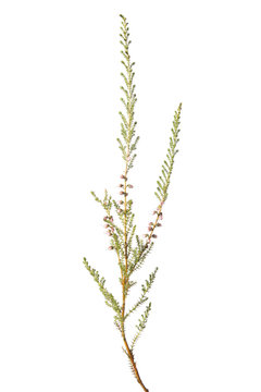 Common heather (Calluna vulgaris) plant isolated on white