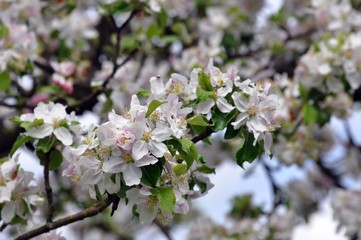 Apfelbaumblüte