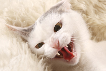 Fototapeta na wymiar White cat