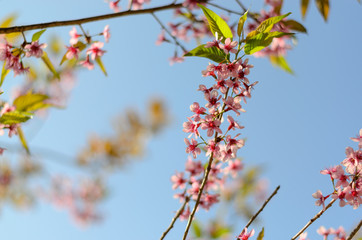 Wild Himalayan Cherry Flowers