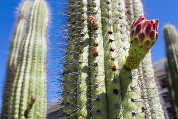 Blüte eines Saguaro-Kaktus