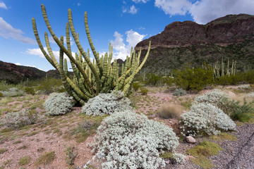 Wüstenlandschaft Organ Pipe National Monument