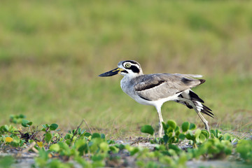 Great Thick-knee .in Pottuvil, Sri Lanka