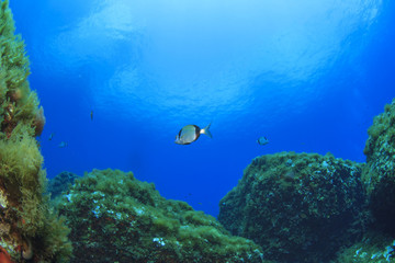 Underwater landscape