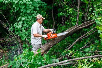Obraz premium woodman uses his chainsaw cut the tree