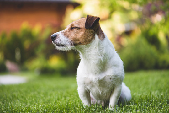 Pleased Jack Russell terrier dog sitting on green grass summer lawn