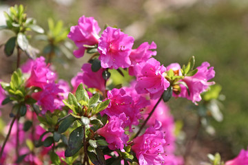 Różanecznik, azalia, rododendron (Rhododendron)  - obrazy, fototapety, plakaty